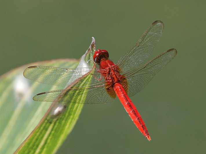 J01_2173 Crocothemis servilia male.JPG